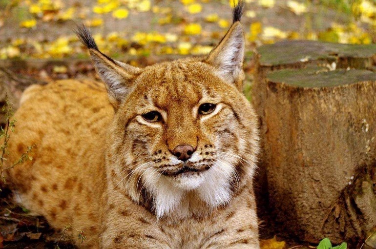 Zdjęcie nagłówkowe otwierające podstronę: Powrót rysia (Lynx lynx) do Puszczy Śląskiej. Zaobserwowali go nasi biolodzy